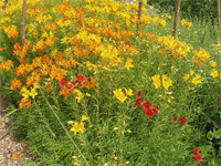 Gardens Gardens